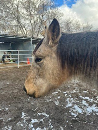 Equine Empowerment Center, Inc.