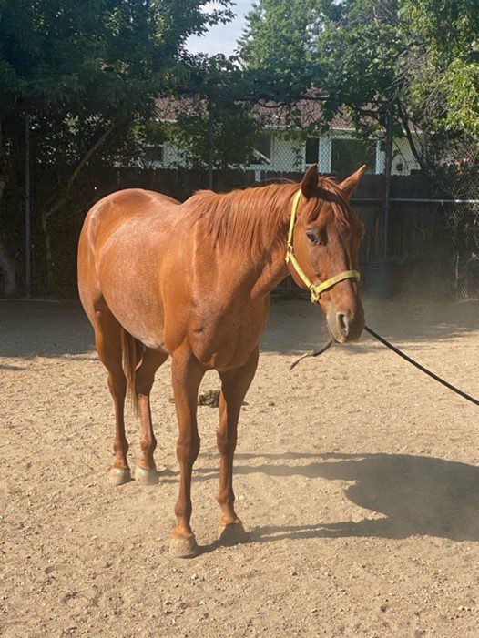 Equine Empowerment Center, Inc.